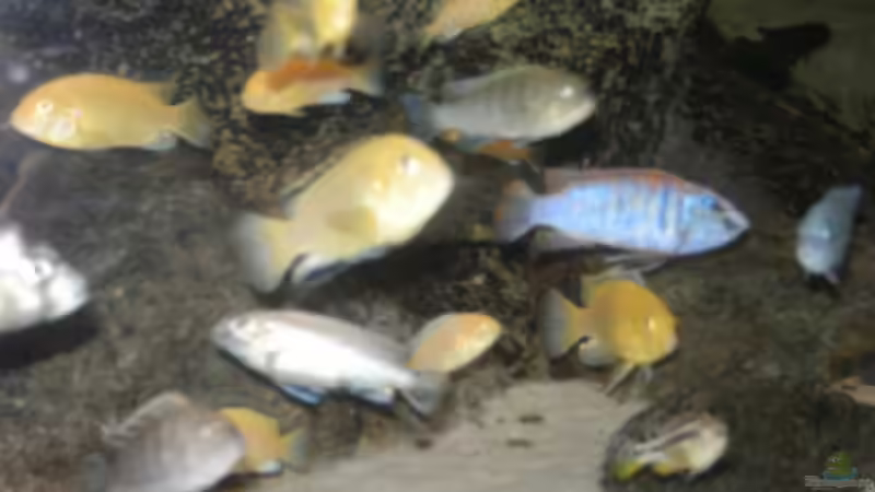 1.2011 von Yvonne-Alison De Bruijne (8)