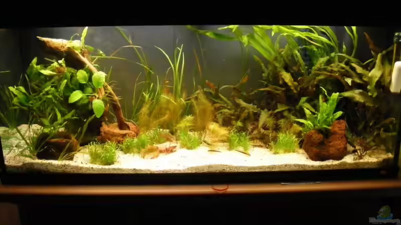 1.3.09 Die Rüsselbarben und die Pferdekopfschmerlen sind wieder da. Und der letzte von Krätzchen (2)