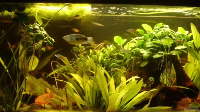 1/3 der Beckens ist immer mit schwimmpflanzen bedeckt. Wir regelmäßig ausgelichtet. von Zwanni (24)