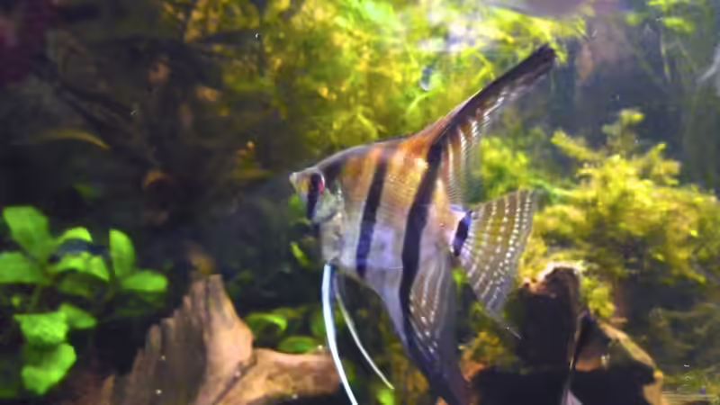 1.4.13 von Michel (52)