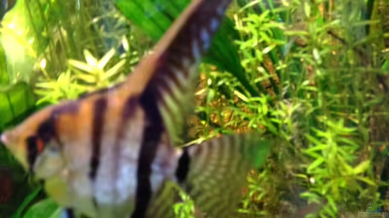 1.4.13 von Michel (62)