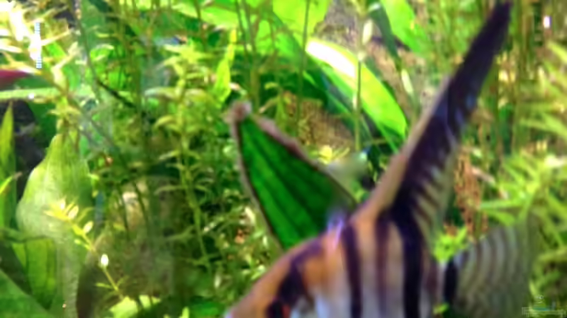 1.4.13 von Michel (63)