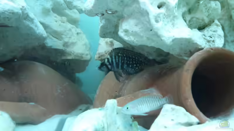 Einrichtungsbeispiele für Altolamprologus calvus (Perlhuhncichlide)