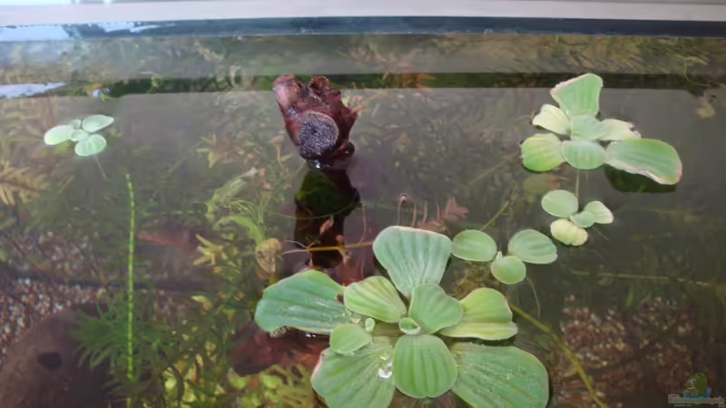 1.6.12 Muschelblumen vermehren sich von Marina (27)