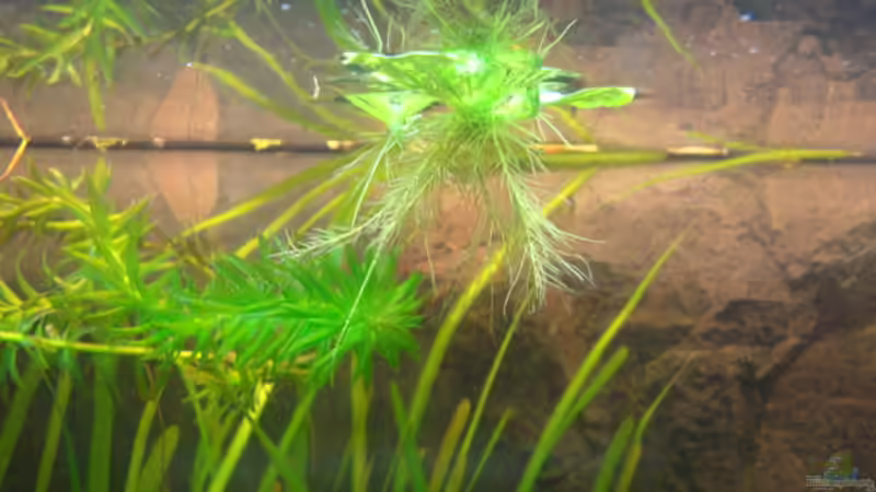 1.6.12 Wurzeln der Muschelblumen finden Halt von Marina (28)