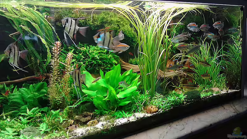 1.6.2015 von Grünhexe (199)