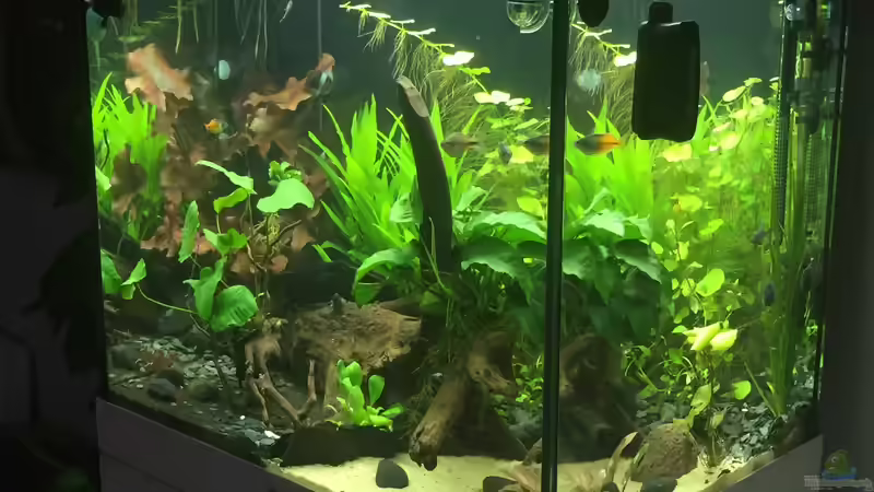 1.8.  von moehriam (9)