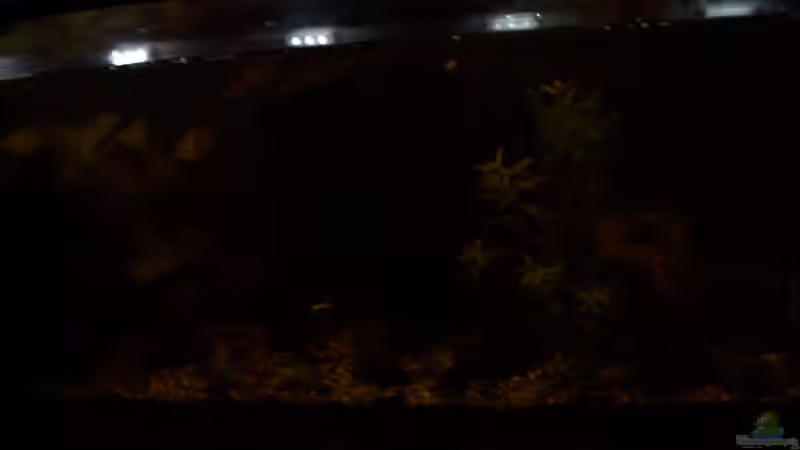 1% am Dimmer eingestellt, als Mondlicht. von Jens J. (27)