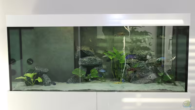 1.Becken von Lemans (1)