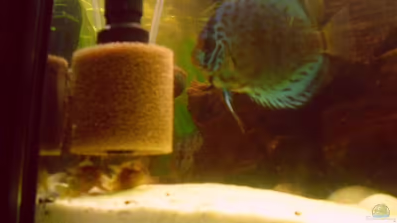 1 Brillianttürkis und Panzerwelse von nemo0109 (35)