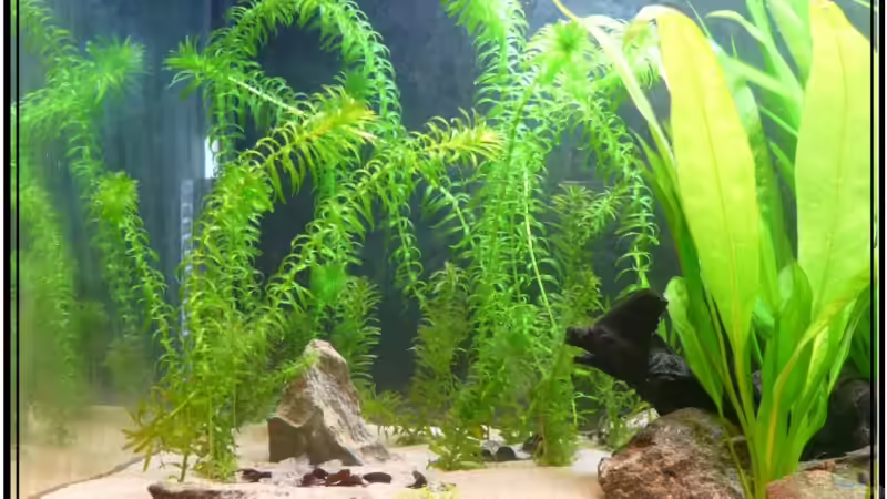 1 Bund Wasserpest (Hälfte getauscht gegen Vali) und Amazone von Leinad78 (10)