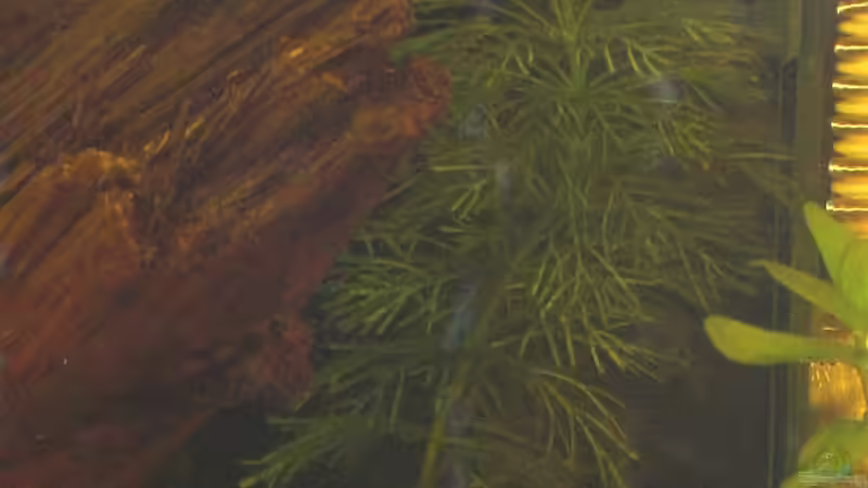 1 Cabomba Caroliniana von Malawi TOM (6)