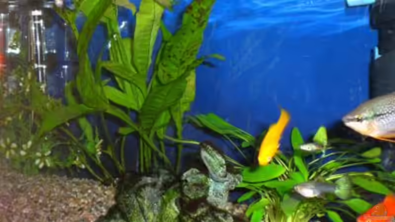 1 crytorcoryne und das andere weis ich leider nicht wie es heist von Stefan Georgi (3)