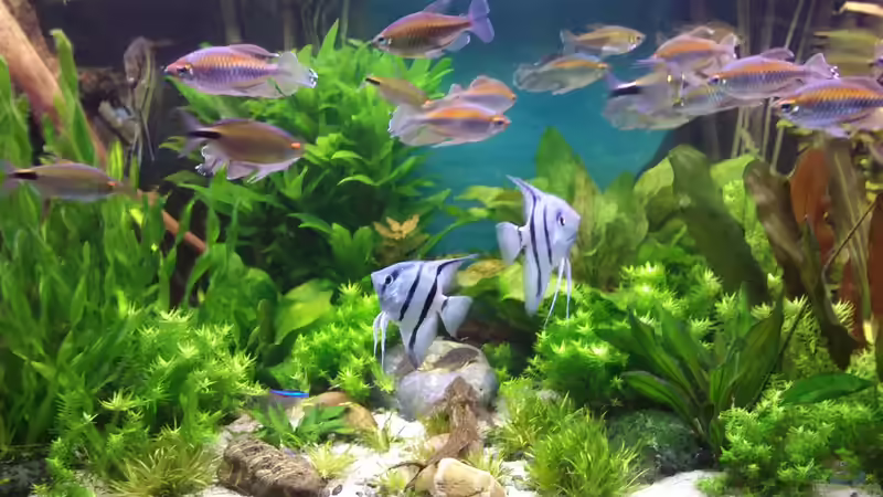 1 der 3 blauen Skalar-Paare von Grünhexe (186)