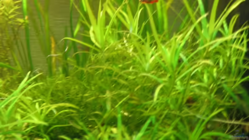 1 Galaxy von Sven Kliche (15)