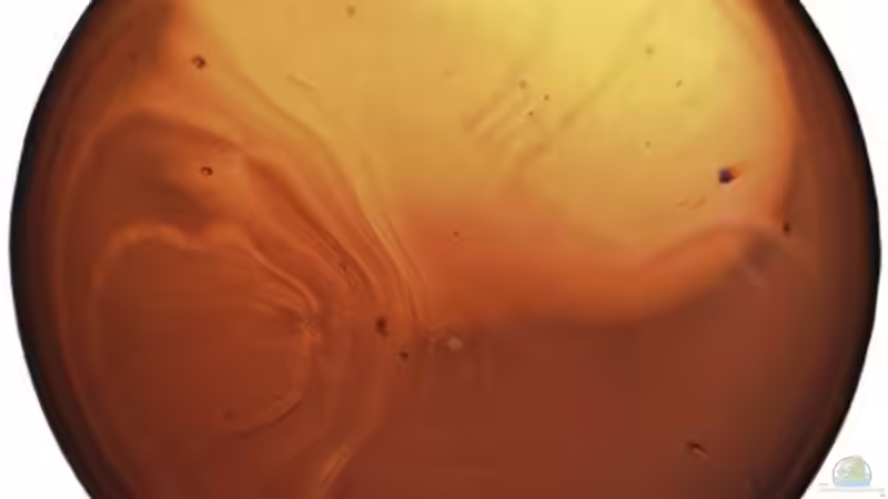 1 große und 3 kleinere Glaskugeln liegen am dunklen Boden des Beckens und bilden von derFalk (2)