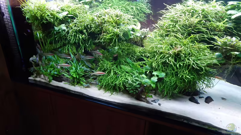 1 Jahr alt von Merotheq (27)