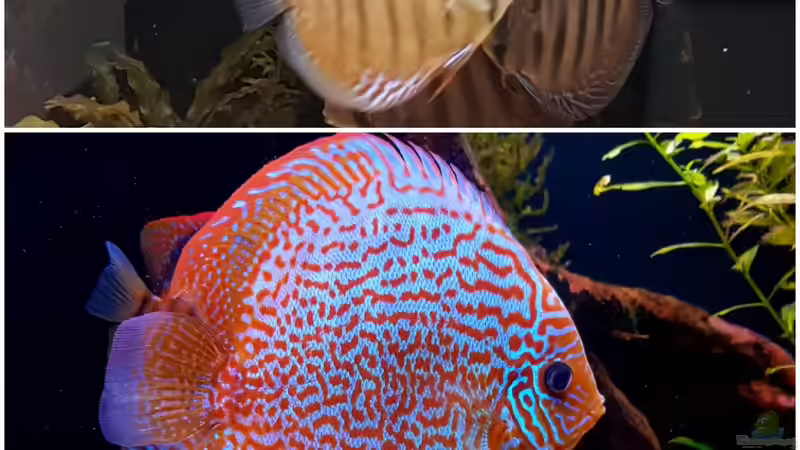 1 Jahr und fast 10 cm später von Patrick G (23)