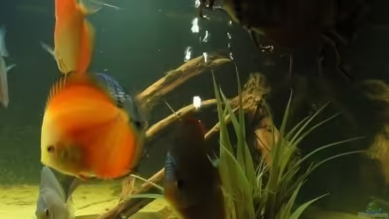 1 Künstliche Pflanze im rechten Eck von Christoph904 (8)