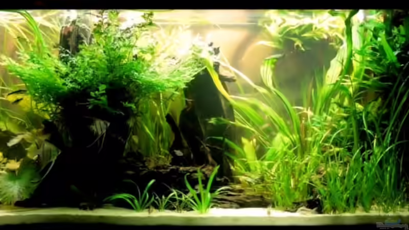 1 Lichtbalken aus kurz vorm Mondlicht von Grobi (5)