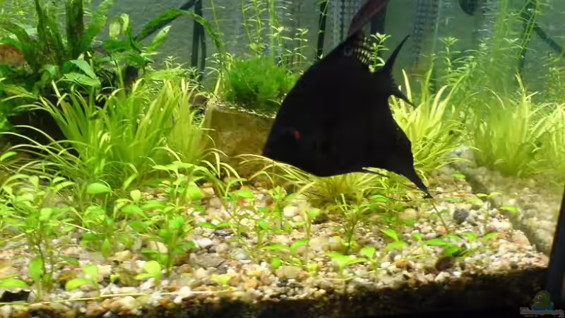 1 meiner 3 Skalare von Christoph H. (12) (17)