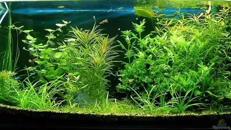 1 Monat nach Neueinrichtung von zaffa (3)