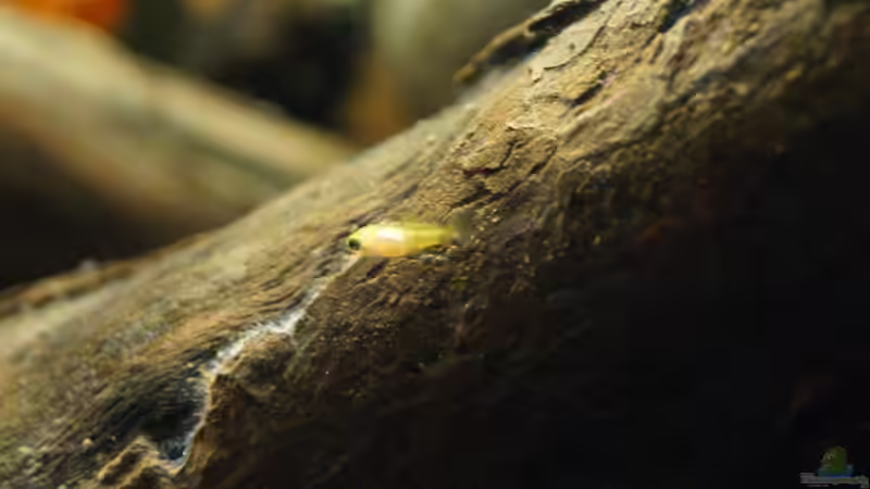 1.Nachwuchs von Rootsman (71)