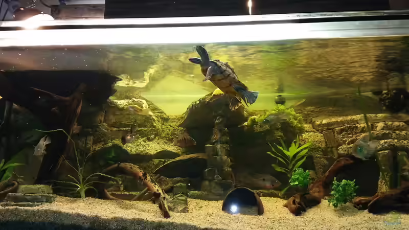 1-Ouachita Höckerschildkröten.   4- Feuermaulbuntbarsch   4- Mein Bluetooth Buntbarsch.  4- Brachtbarbe.  6- Trauermantelsalmler.  2- Engelswels.   1-Goldene Saugschmerle.   2-Prachtharnischwels von Aqua-A (8)