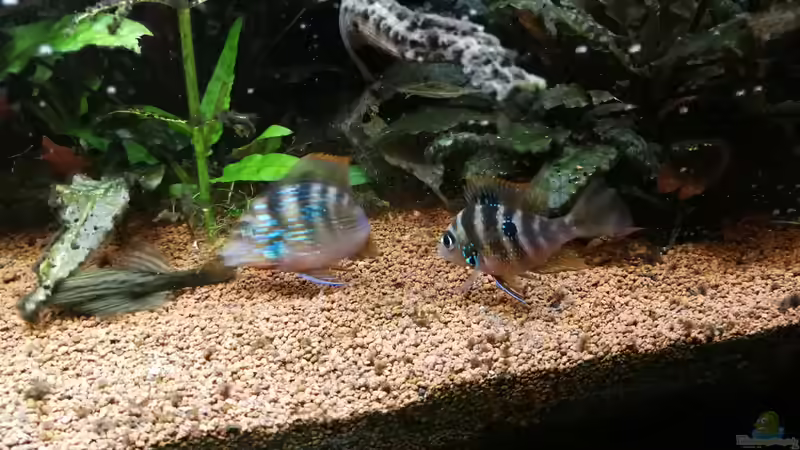 1 Paar Elliots  von Ralf Bercke (24)