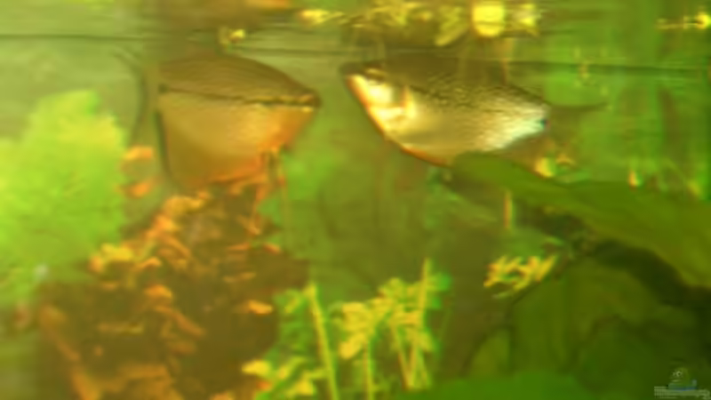 1 Paar Mosaikfadenfische von Tobias Ziemzek (23)