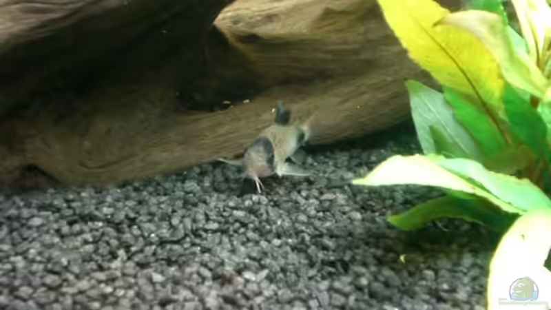 1 Panda-Wels unter seiner Wurzel von Dennis und Katha (19)