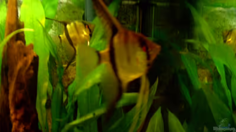 1 Skalarpärchen (der hintere beim Gelege) von Rene2901 (9)