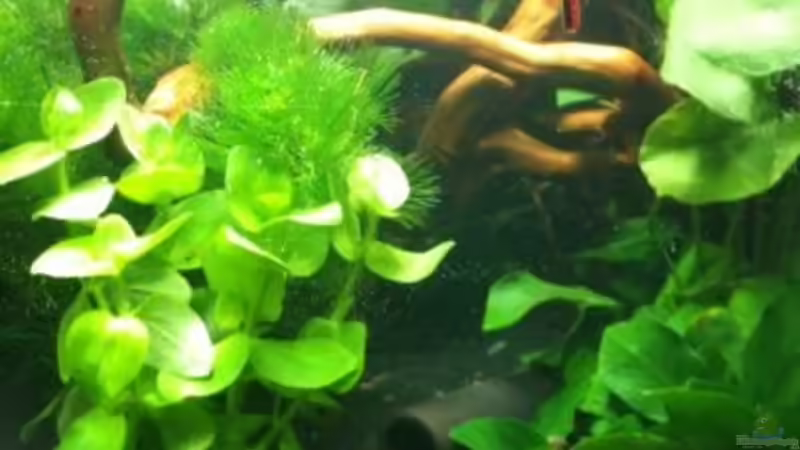 1.Tag beim Einlaufen von Pebbel (1)