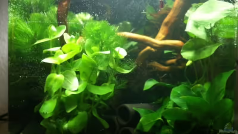 1.Tag beim Einlaufen von Pebbel (3)