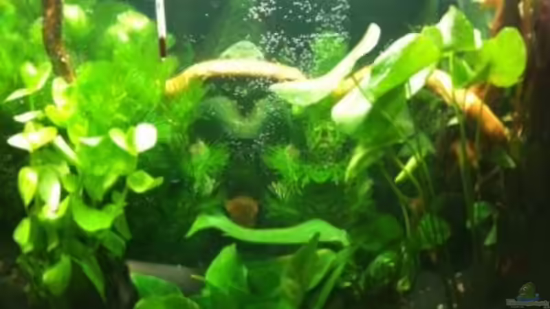 1.Tag beim Einlaufen von Pebbel (4)