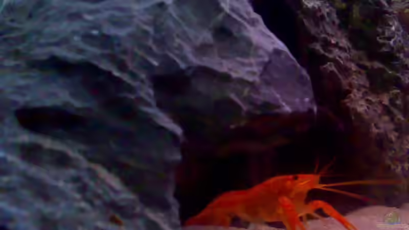 1.Tag bevor er sich gehäutet hat... von Northernlights (8)