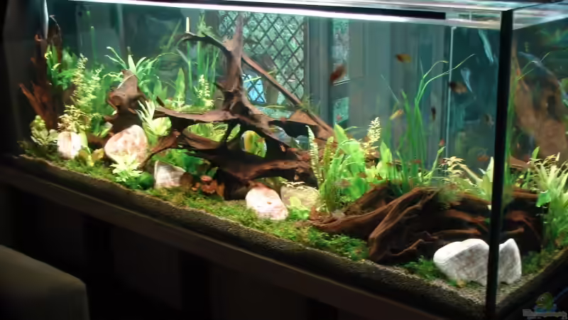 1.Tag nach Bepflanzung von lod (2)