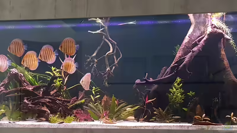 1 Tag nach dem Umsetzten  von Patrick G (20)