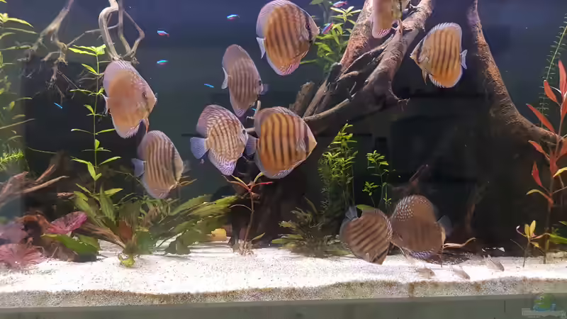 1 Tag nach dem Umsetzten  von Patrick G (22)