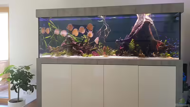 1 Tag nach dem Umsetzten  von Patrick G (6)