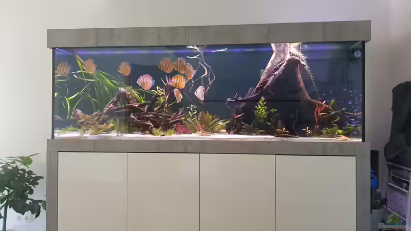 1 Tag nach dem Umsetzten  von Patrick G (7)