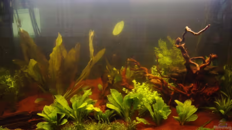 1 Tag nach der Bepflanzung von Reinhard (9)