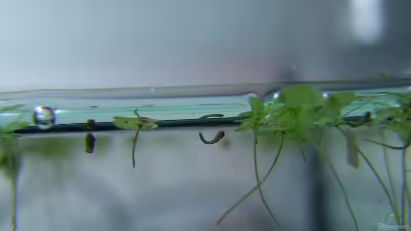 1 Tag nach Eiablage von Denise83 (15)