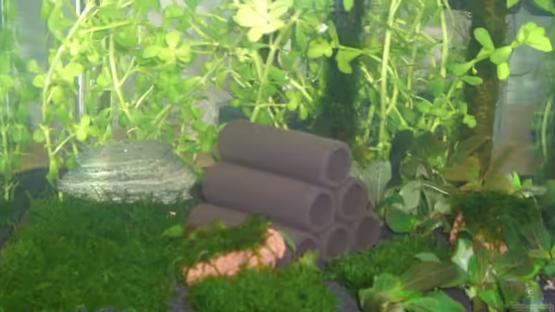 1 Tag nach Einrichtung von marspi (8)