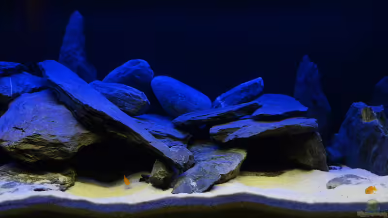 1 Tag nach Erstbesatz. von Mark Gor (3)