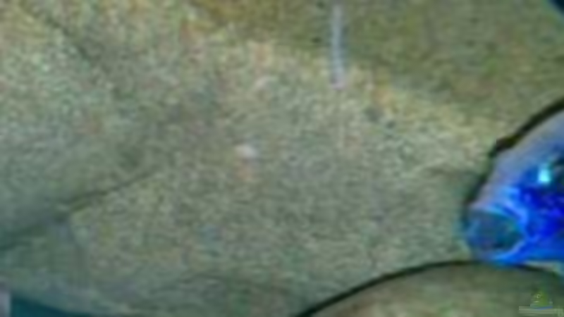 1.Tag später von Northernlights (14)