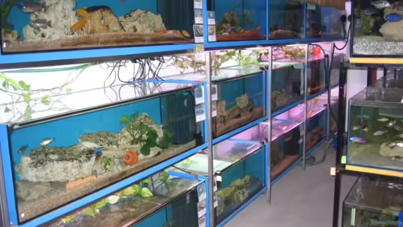 1 Teil meiner Zuchtanlage von Malawizu