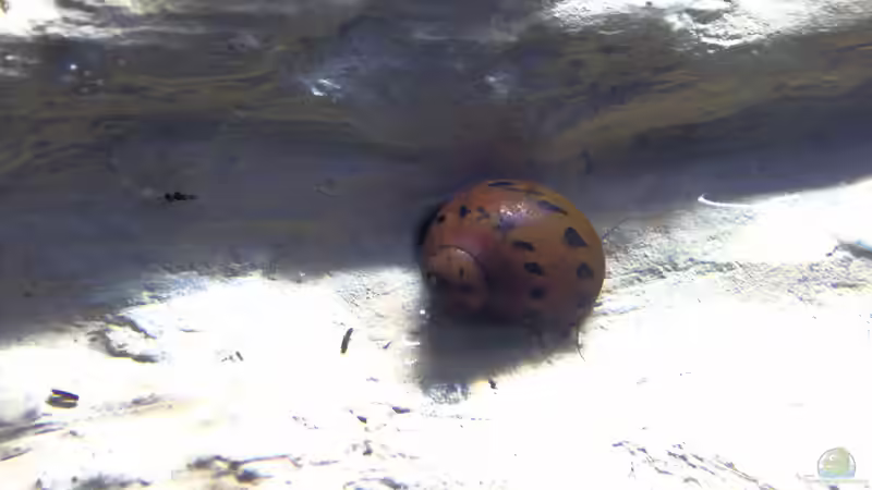 1 von 2 O-Ring Rennschnecken von Campi (9)