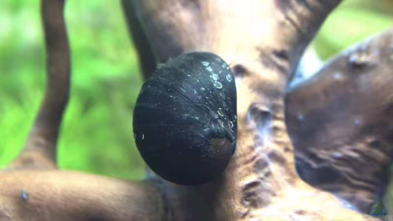 1 von 3 Napfschnecken von Campi (8)