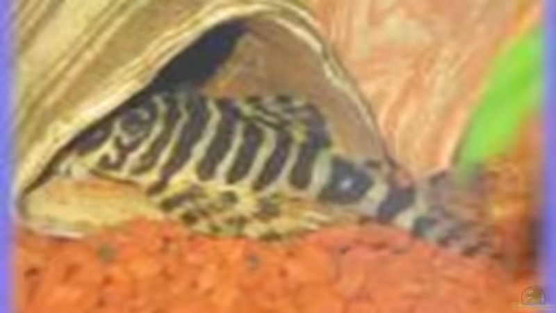 1 von 6 von Golly14 (4)